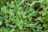 Sibbaldia procumbens