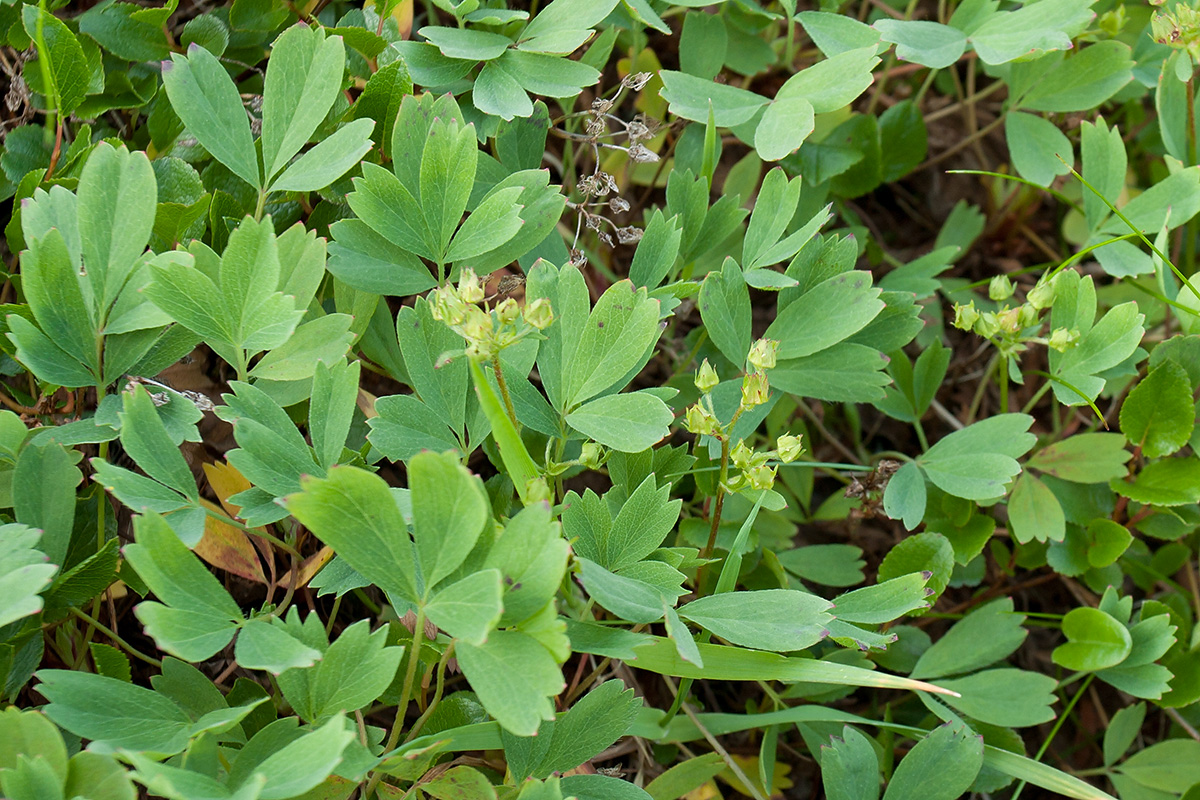 Image of Sibbaldia procumbens specimen.