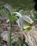 Pulsatilla campanella