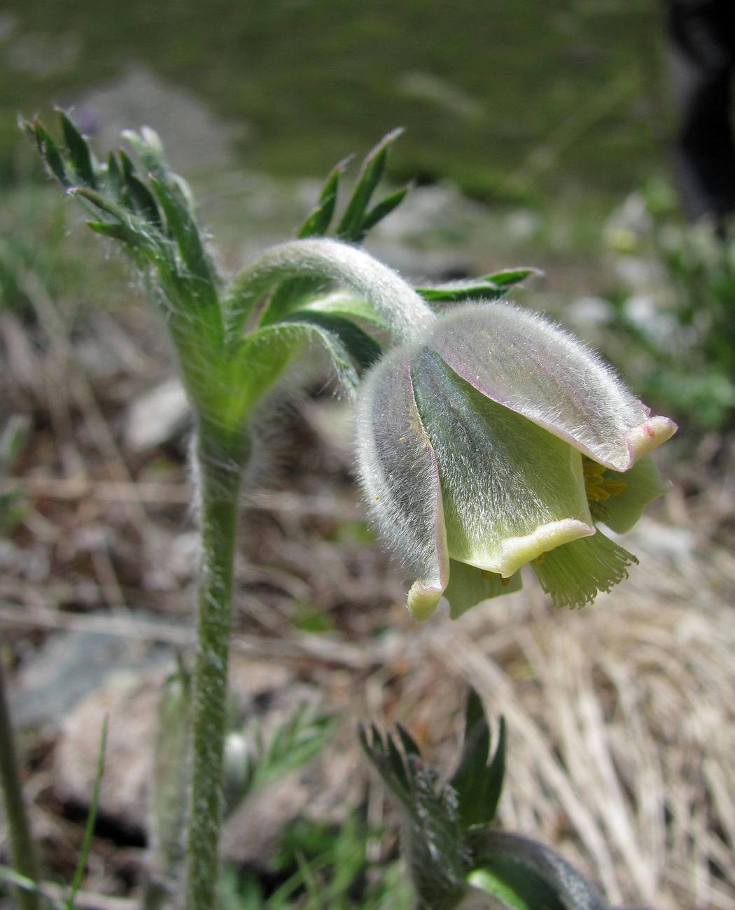 Image of Pulsatilla campanella specimen.