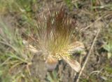 Pulsatilla ucrainica