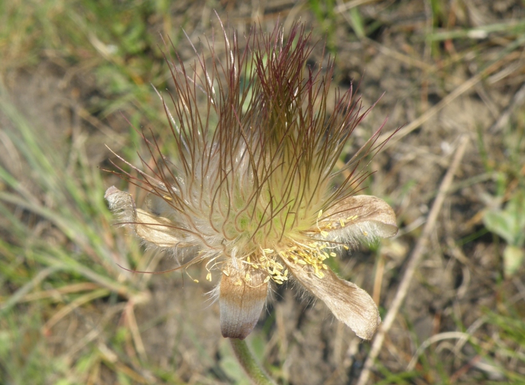 Изображение особи Pulsatilla ucrainica.