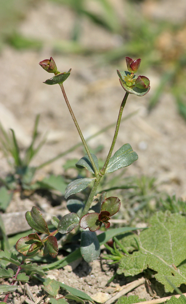 Image of Euphorbia sareptana individual.