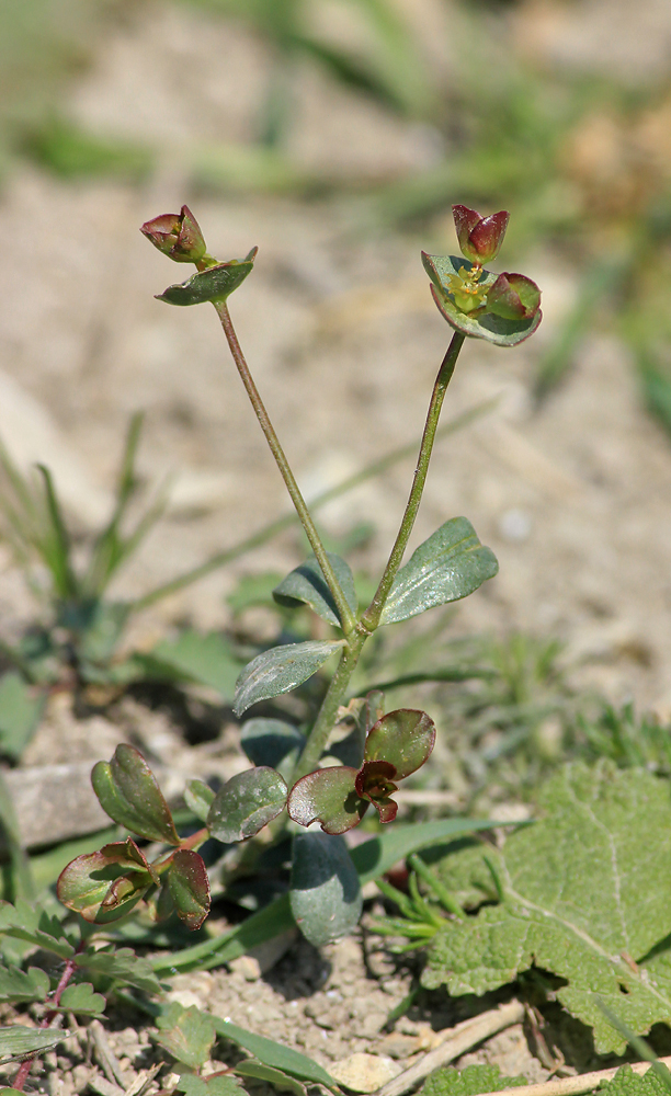 Image of Euphorbia sareptana specimen.