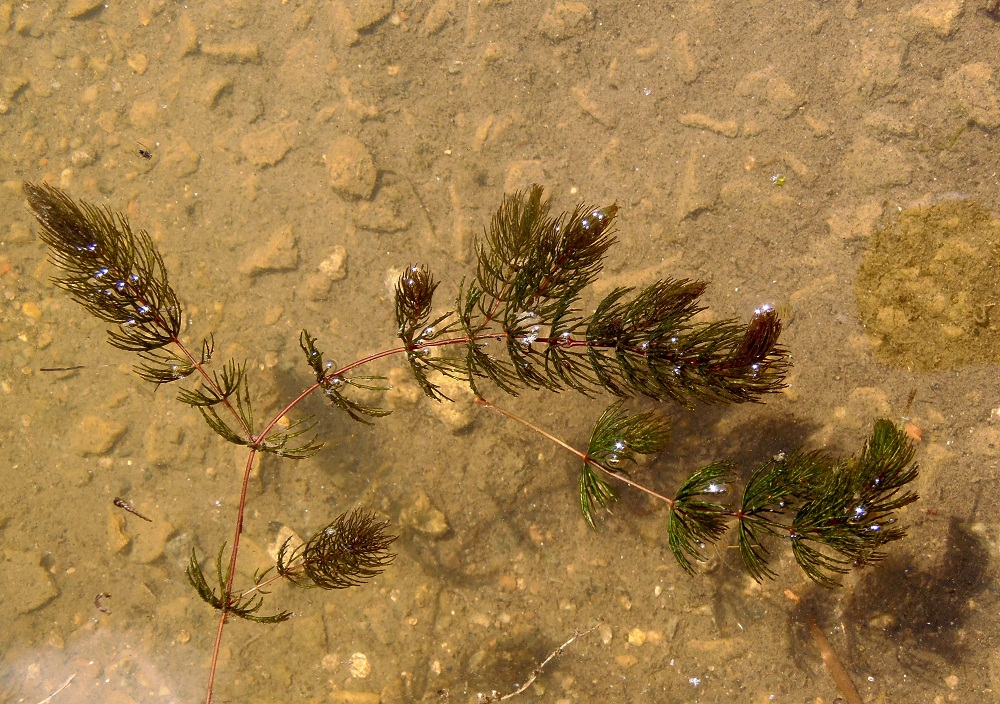 Изображение особи Ceratophyllum demersum.