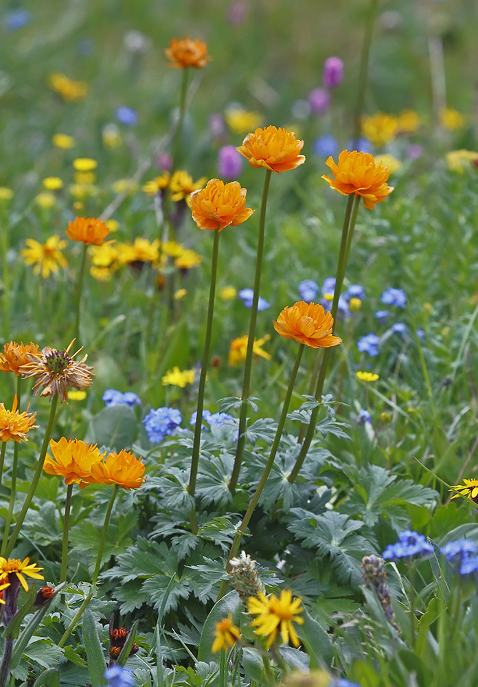 Изображение особи Trollius asiaticus.