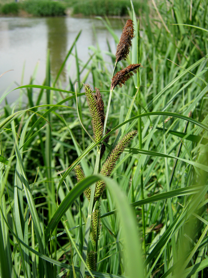Изображение особи Carex acutiformis.
