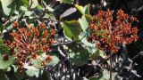 Spiraea trilobata