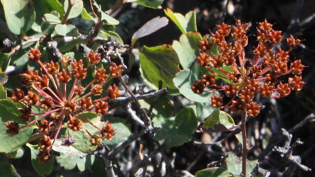 Изображение особи Spiraea trilobata.