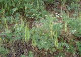 Erodium ciconium. Плодоносящее растение (белым цветёт Apiaceae). Краснодарский край, Усть-Лабинский р-н, окр. станицы Тенгинская, сухой травянистый склон террасы р. Лаба (третичные суглинки). 31.04.2016.