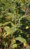 Salvia deserta. Нижняя часть доцветающего побега. Восточный Казахстан, г. Усть-Каменогорск, правый берег р. Иртыш, луг. 27.09.2016.