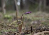 Erythronium sibiricum