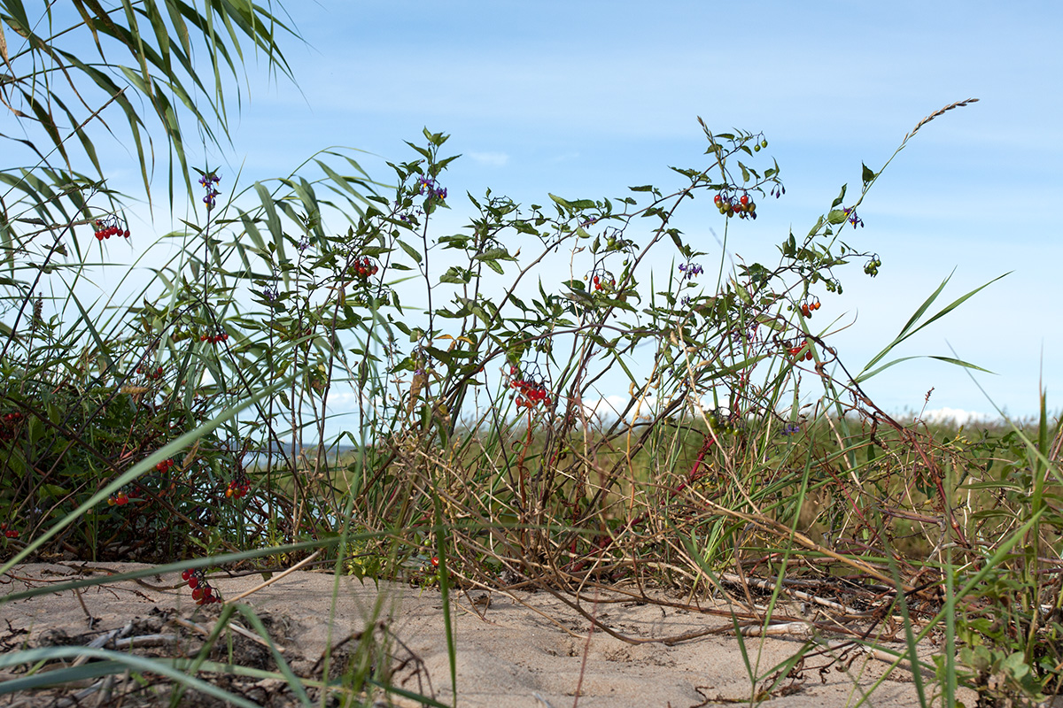 Image of Solanum dulcamara specimen.