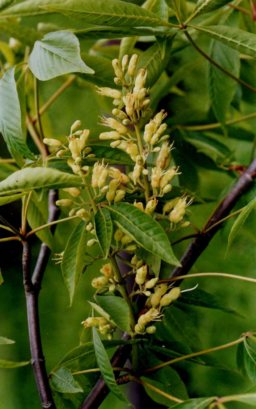 Изображение особи Aesculus glabra.