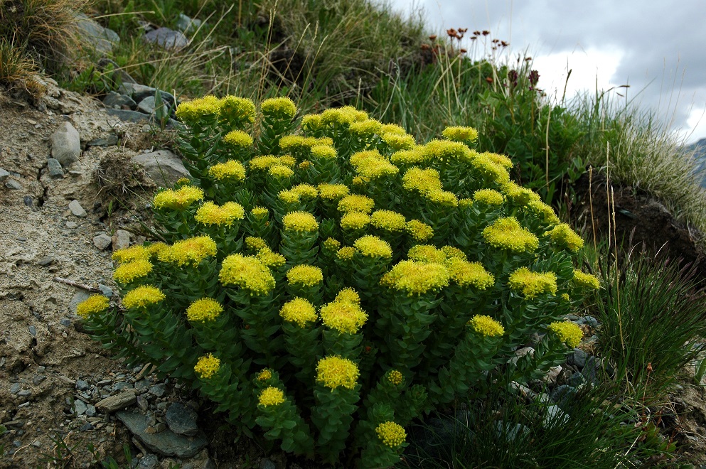 Image of Rhodiola rosea specimen.