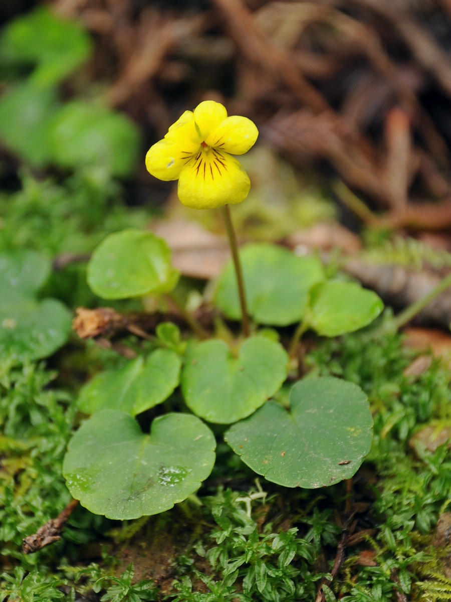 Изображение особи Viola sempervirens.