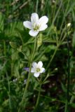 Cerastium pauciflorum