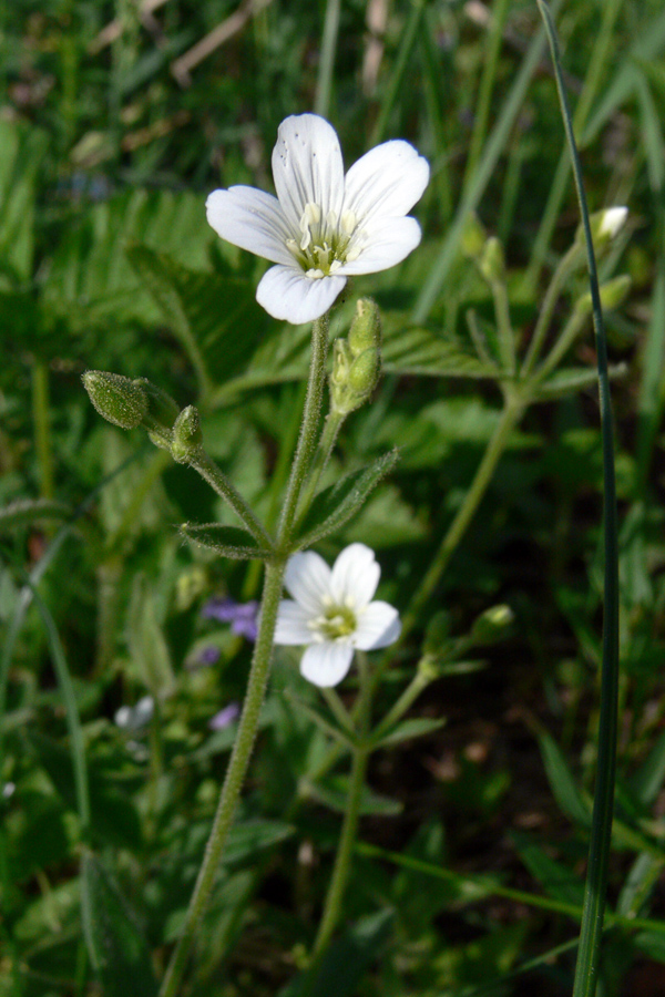 Изображение особи Cerastium pauciflorum.