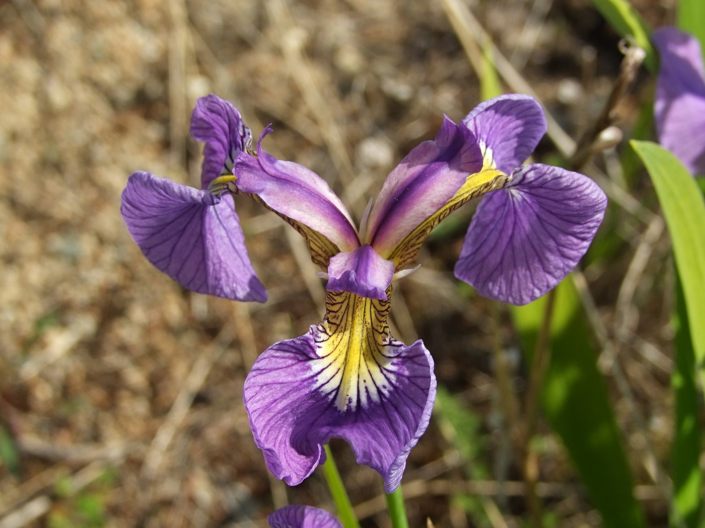Изображение особи Iris setosa.