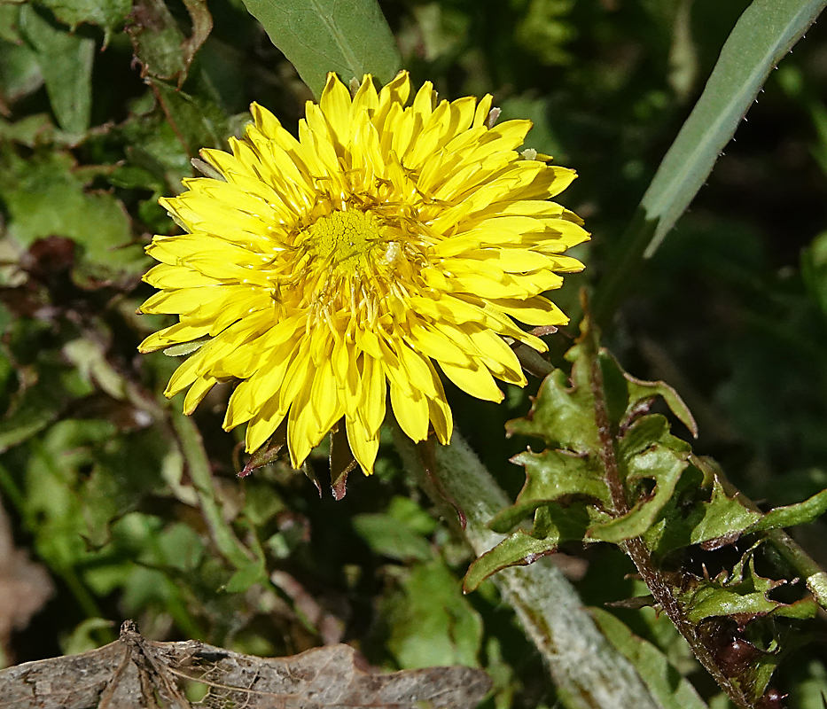 Image of Taraxacum officinale specimen.