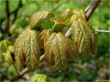 Acer pseudoplatanus