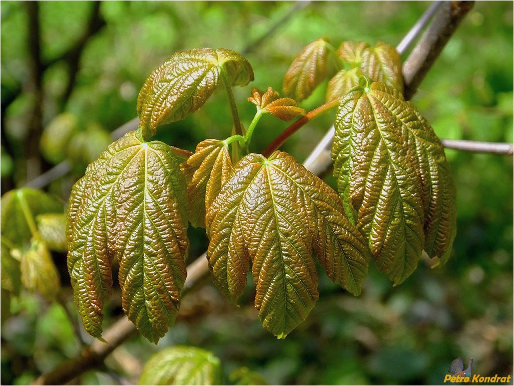 Image of Acer pseudoplatanus specimen.