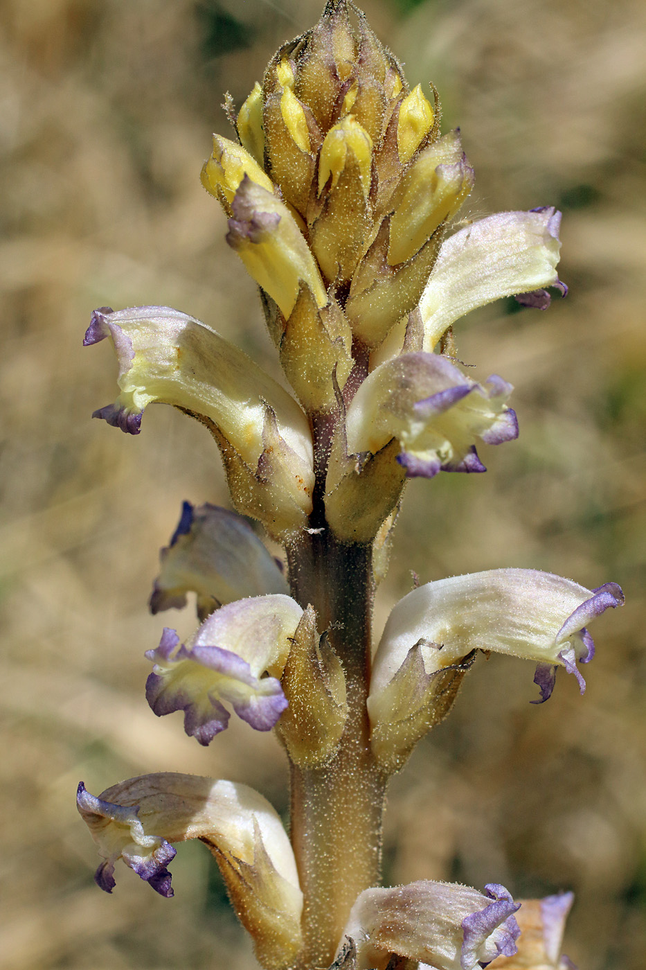 Изображение особи Orobanche cumana.