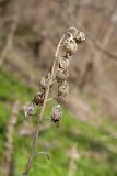 Campanula latifolia. Сухое прошлогоднее соплодие со вскрывшимися плодами и притаившейся веснянкой. Ленинградская обл., Кировский р-н, окр. дер. Васильково, каньон реки Лава, опушка широколиственного леса у подножия склона. 14.05.2017.