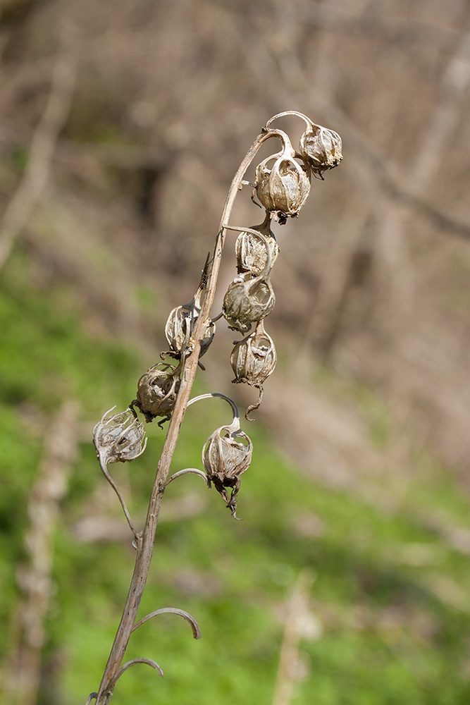Изображение особи Campanula latifolia.
