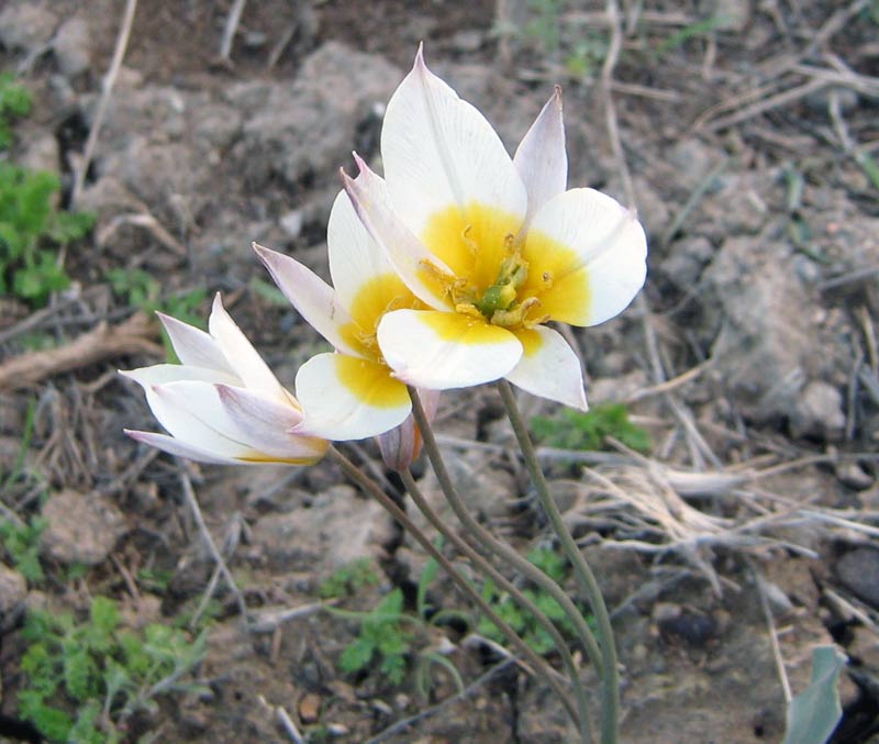 Image of Tulipa buhseana specimen.