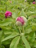 Paeonia officinalis