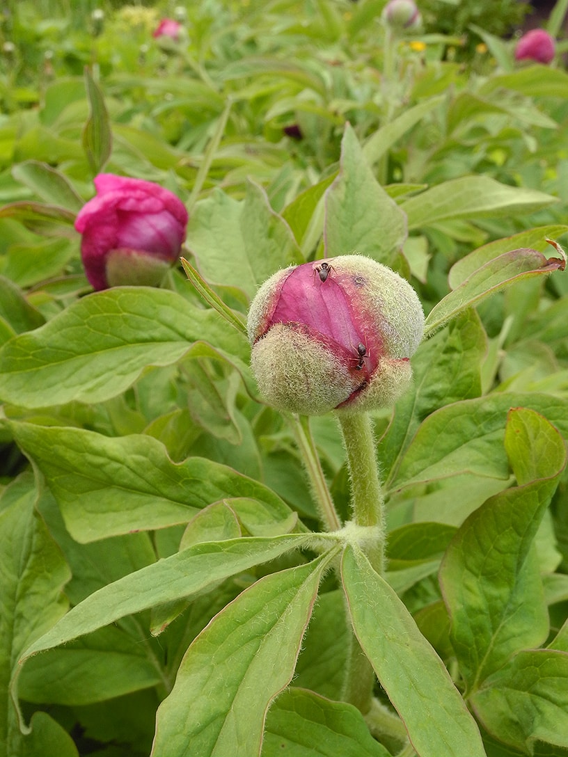 Image of Paeonia officinalis specimen.