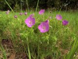 Geranium sanguineum