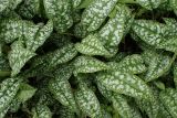 Pulmonaria officinalis