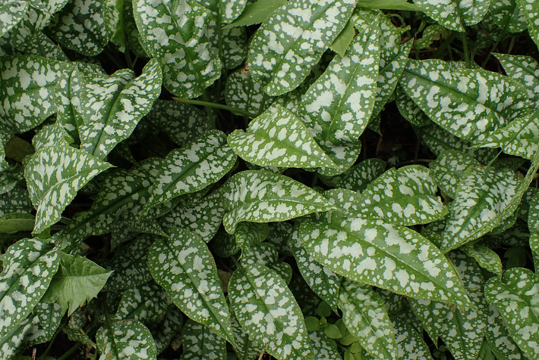 Image of Pulmonaria officinalis specimen.