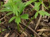 Ranunculus