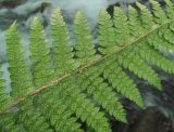 Polystichum setiferum. Часть вайи со спорангиями (вид снизу). Краснодарский край, хр. Ачишхо, ок. 900 м н.у.м., берег р. Бешенка. 26.06.2017.