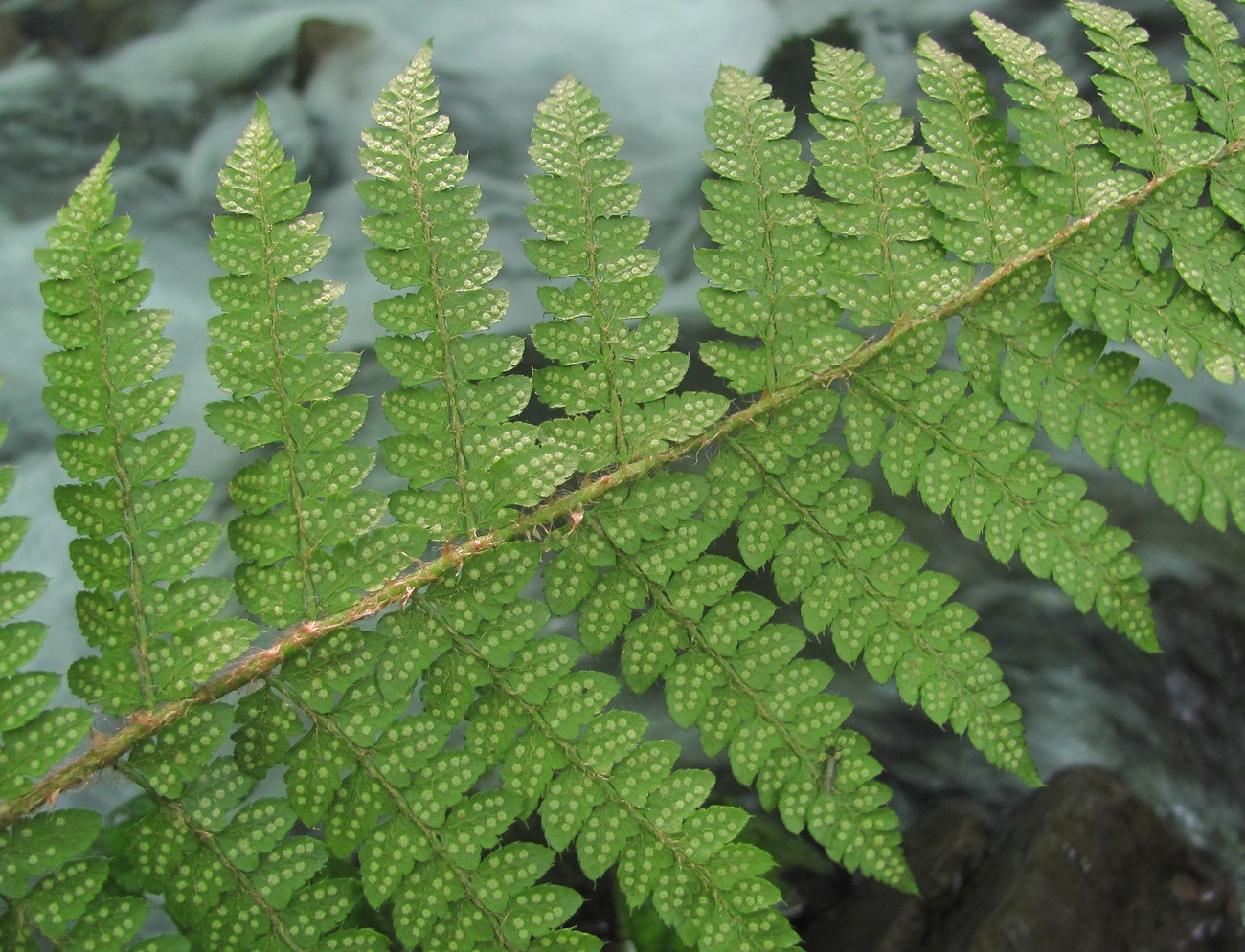 Image of Polystichum setiferum specimen.