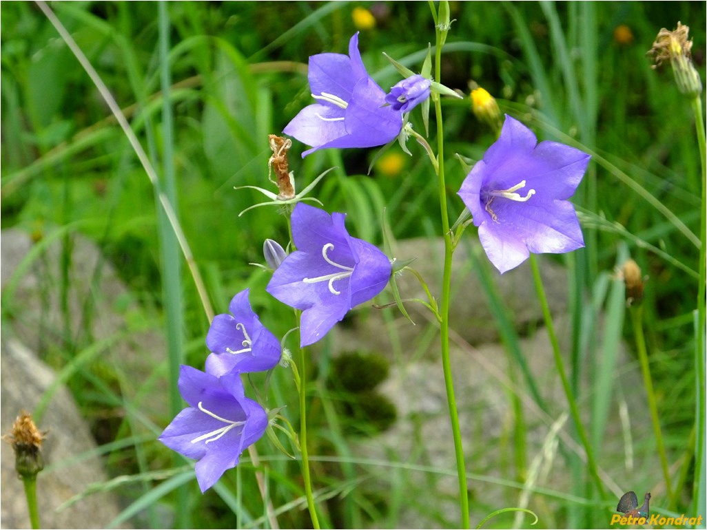 Image of Campanula persicifolia specimen.