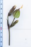 Melandrium album