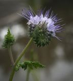 Phacelia tanacetifolia