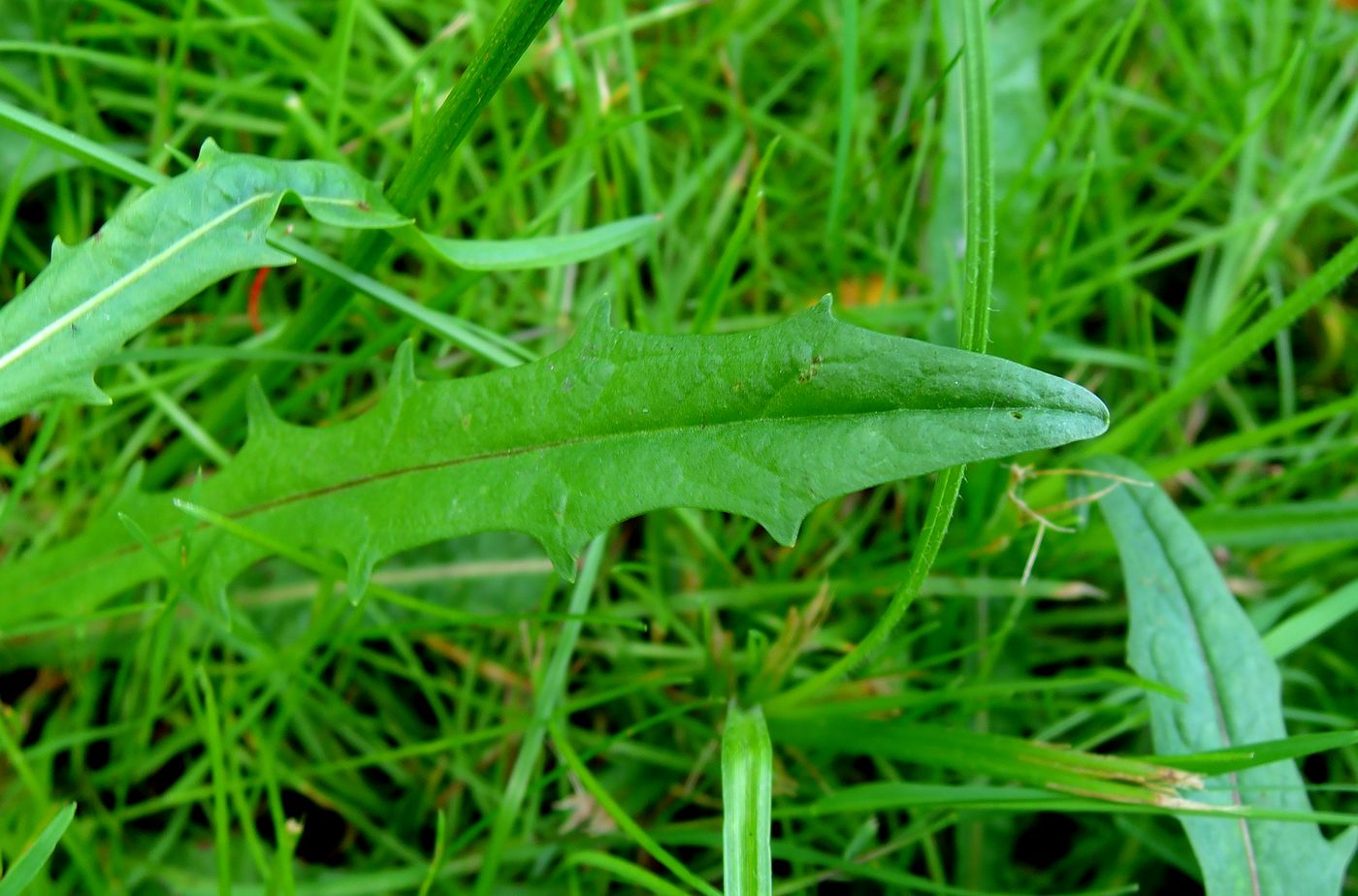 Image of Scorzoneroides autumnalis specimen.