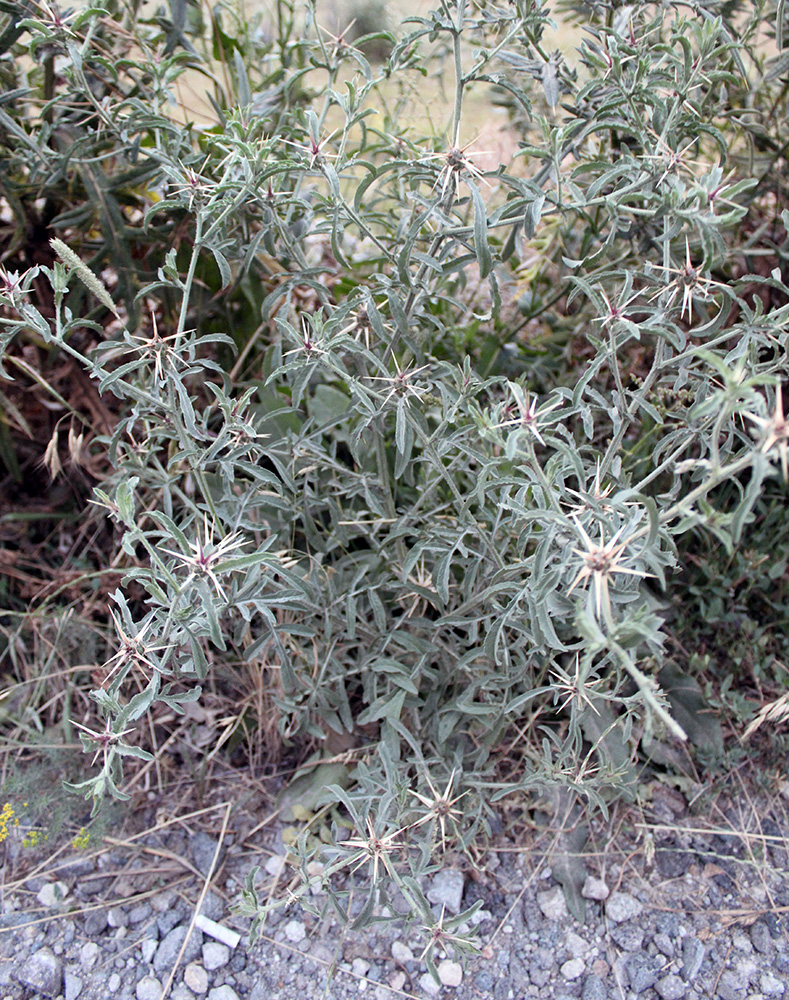 Image of Centaurea iberica specimen.