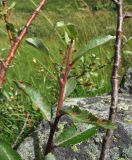 Salix kuznetzowii