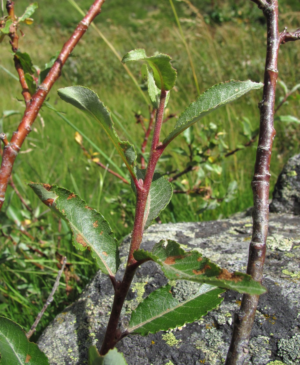 Image of Salix kuznetzowii specimen.