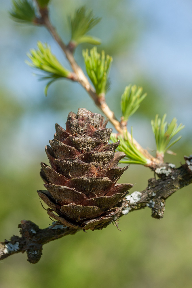 Изображение особи Larix sibirica.