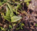 Psoralea bituminosa подвид pontica. Лист. Крым, Cевастополь, вершина Сапун-Горы, поляна вдоль грунтовой дороги. 14.08.2017.