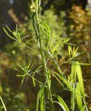 Linaria vulgaris