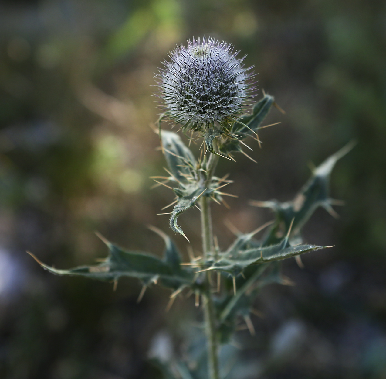 Image of Cirsium laniflorum specimen.