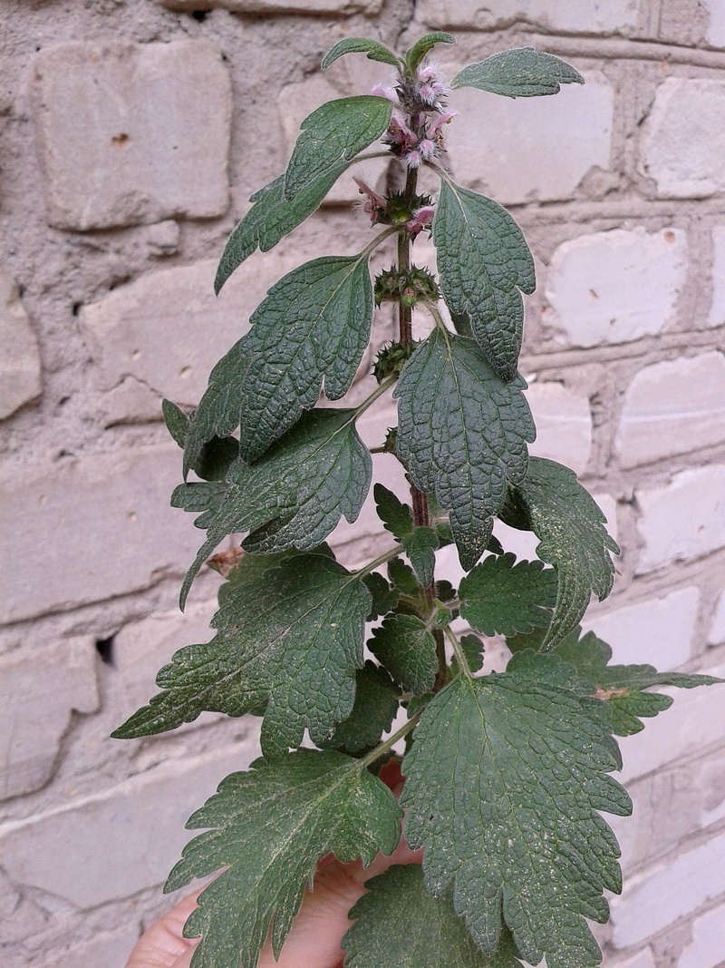 Image of Leonurus quinquelobatus specimen.